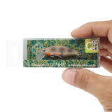 ima issen 45S MAX Minnow 45mm 4g